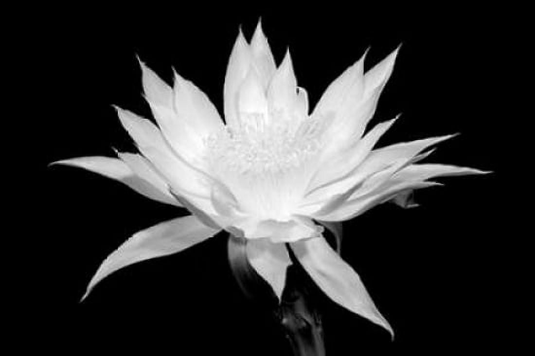 Cereus BW Canvas Art - Douglas Taylor (20 x 28)