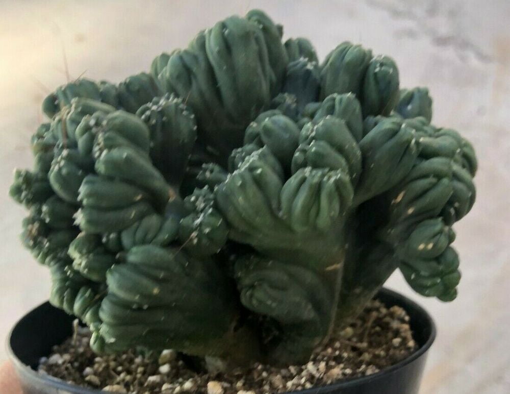 Cereus Forbesii Montrose, 'Ming Thing' Comes in a 3.5" Pot