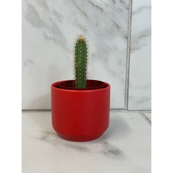 Cereus Repandus, 2" Cactus