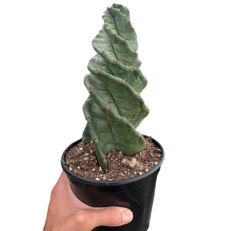 Cereus forbesii 'Spiralis', 4" Pot, Indoor Houseplant, Easy Care, Live Plant for Indoor & Outdoor