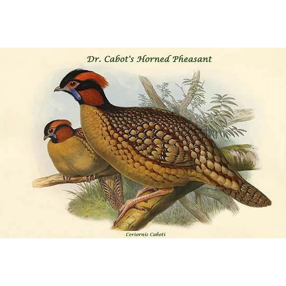 Ceriornis Caboti - Dr. Cabot's Horned Pheasant-Fine Art Canvas Print (20" x 30")