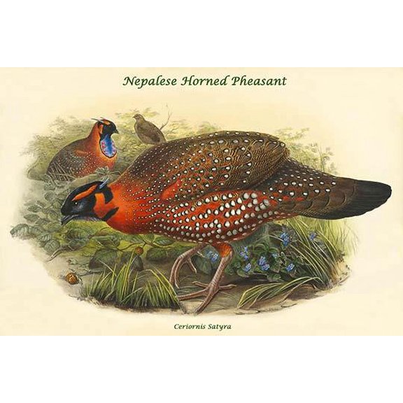 Ceriornis Satyra Nepalese Horned Pheasant-Fine Art Canvas Print (20" x 30")