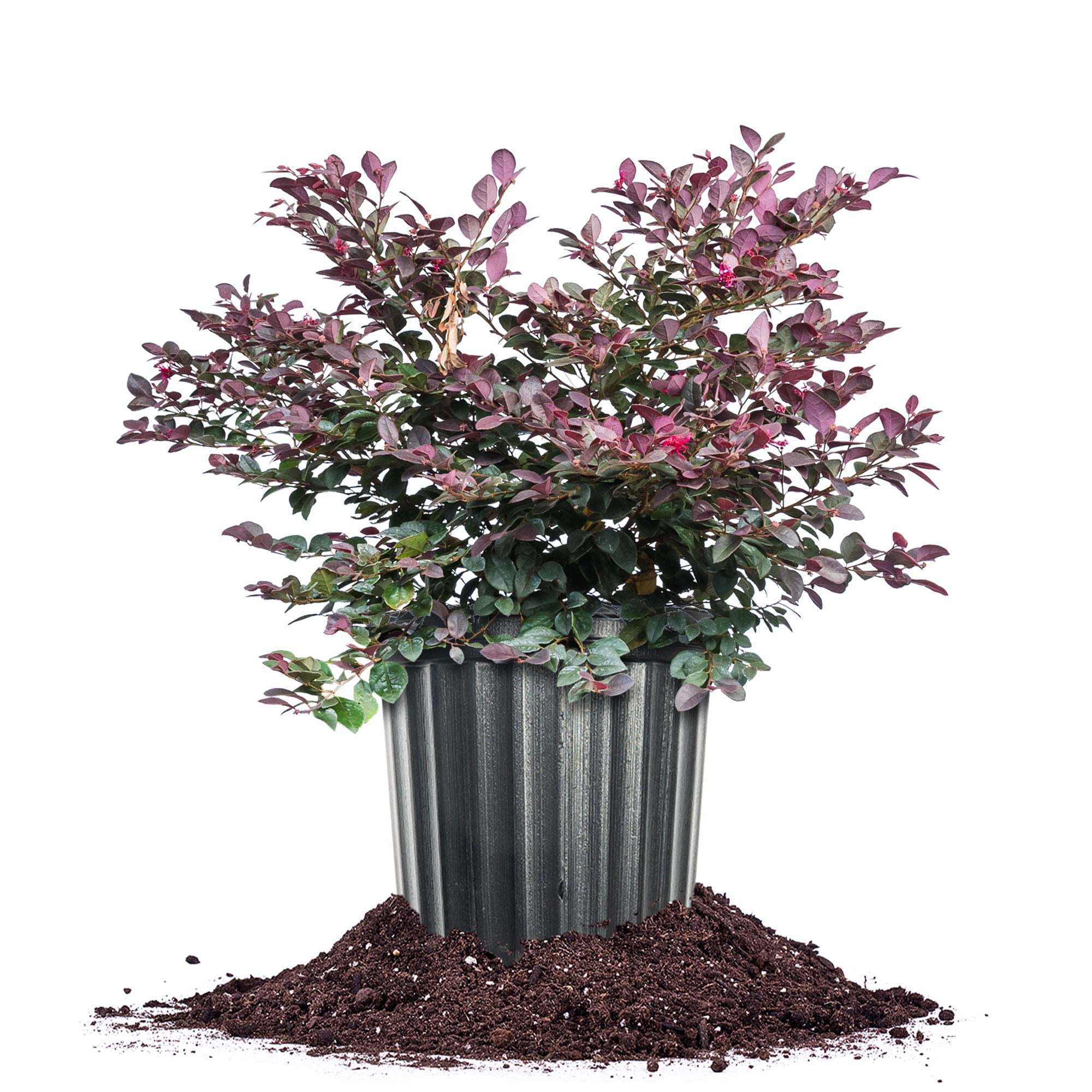 Cerise Charm Loropetalum - Walmart.com