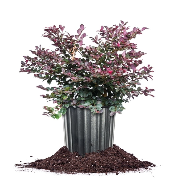 Cerise Charm Loropetalum