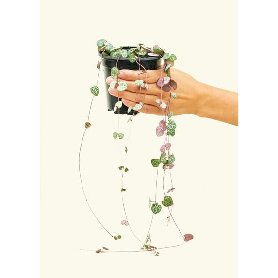 Ceropegia Woodii Live Green Plant in 4" Pot