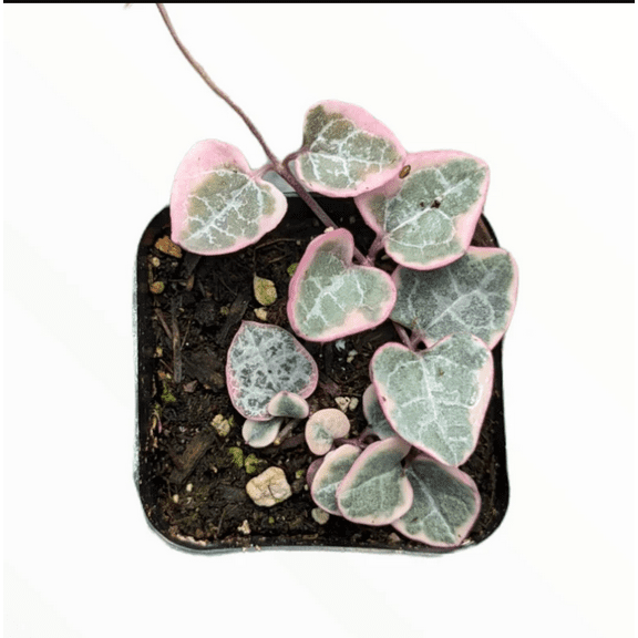 Ceropegia Woodii Variegated String of Hearts Succulent Plant 2 Inch for Indoor Outdoor Home Office Garden Decor