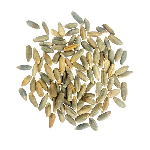 Certified Glyphosate Residue Free Rye Berries | Washington State Grown | 18 lbs | Non-GMO | Clear Creek Foods