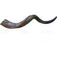 thumbnail image 1 of Certified Kosher Polished Kudu Horn Yemenite Shofar - Perfect for Rosh Hashanah and Jewish High Holidays - Handmade in Israel - Natural Colors - 20"-22", 1 of 5