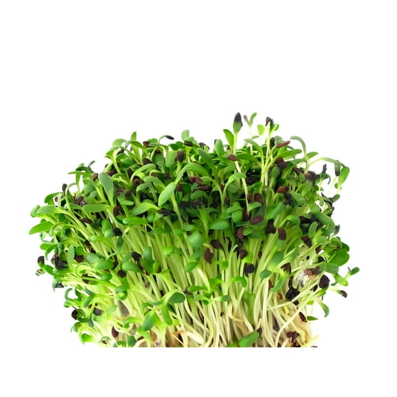 Certified Organic Alfalfa Sprouting Seed 4 Oz - OrOlam Brand - High Sprout Germination- Edible Seeds, Gardening, Hydroponics, Growing Salad Sprouts, Planting, Food Storage & More