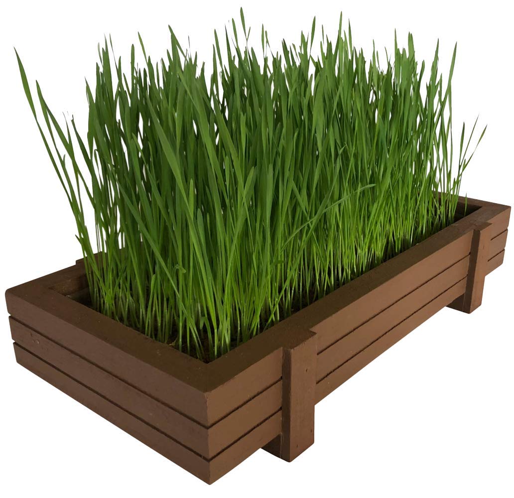 Certified Organic Wheatgrass Kit OIF8 with Beautiful Wooden Countertop