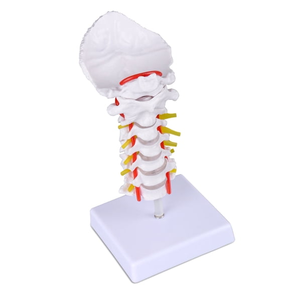 Cervical Spine Model with Cervical Vertebrae, Cervical Nerves, Vertebral Arteries & Occipital Plate