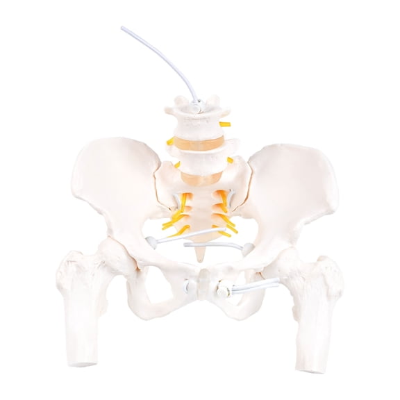 Cervical Vertebra Arteria Spine Spinal Nerves Anatomical Model Anatomy for Science Study Display Teaching Medicals Model