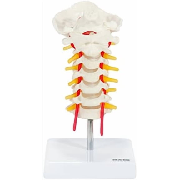Cervical Vertebra Model with Spinal Nerves and Arteries | Detailed Bony Landmarks of The Cervical Spine | Includes Occipital Bone | Essential Vertebral and Spinal Model for Education