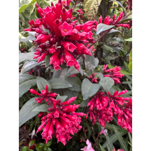 Cestrum Newellii Red Jasmine Live Plant, Fragrant Ruby Red Flowers, 58 Inch Tall Starter Plant, Tropical Flowering Shrub