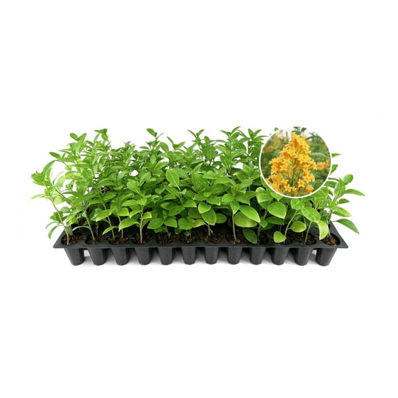 Cestrum Orange Zest | 3 Live Plants | Cestrum aurantiacum | Fragrant Orange Flowering Shrub | Tropical Accent for Containers and Beds
