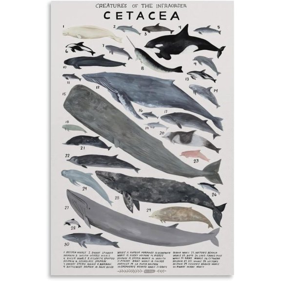 Cetacea Poster Creatures of The Infraorder Whale Knowledge Canvas Wall Art Aesthetic Decorative Painting Living Room Restaurants, Pool Halls And Classroomstyle 12x18inch(30x45cm)
