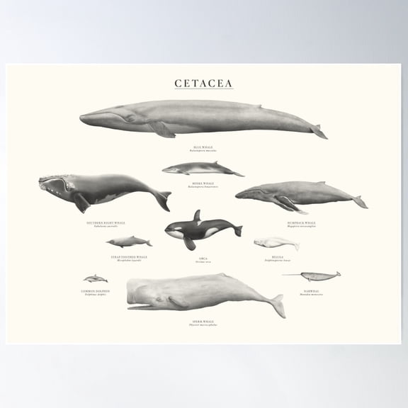 Cetacea Poster Wall Art, Modern Wall Decor For Living Room Bedroom, 8x12 UNFRAMED