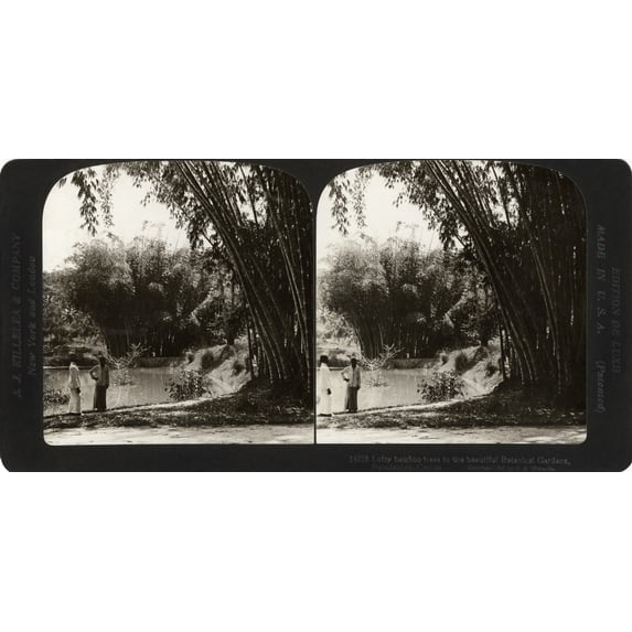 Ceylon: Bamboo, C1907. /N'Lofty Bamboo Trees In The Beautiful Botanical Gardens, Peradeniya, Ceylon.' Stereograph, C1907. Poster Print by (24 x 36)