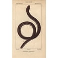 thumbnail image 1 of Ceylon Caecilian, Ichthyophis Glutinosus Poster Print By ® Florilegius Mary Evans (18 X 24), 1 of 3