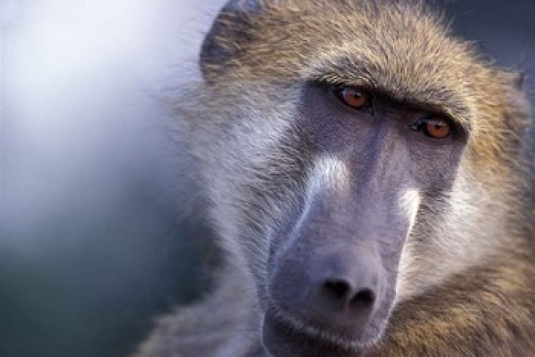 Chacma Baboon Chobe River Chobe National Park Botswana Canvas Art - Paul Souders DanitaDelimont (18 x 12)