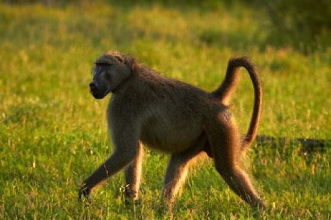 Chacma baboon Papio ursinus Kruger NP South Africa Canvas Art - David Wall DanitaDelimont (24 x 15)