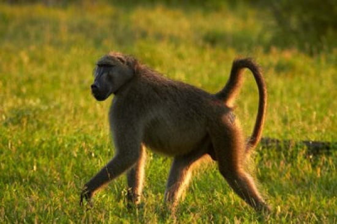 Chacma baboon Papio ursinus Kruger NP South Africa Canvas Art - David Wall  DanitaDelimont (35 x 24)