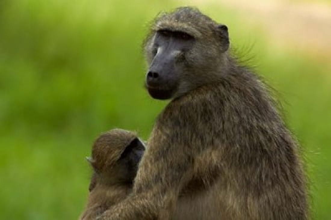 Chacma baboon Papio ursinus and baby Kruger NP South Africa Canvas Art - David Wall DanitaDelimont (24 x 15)