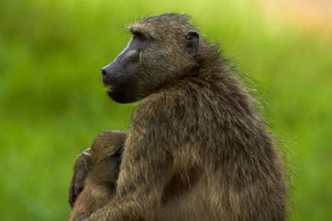 Chacma baboon and baby Kruger NP South Africa Canvas Art - David Wall DanitaDelimont (35 x 24)