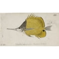 thumbnail image 1 of Chaetodon Aculeatus Longsnout Butterflyfish Poster Print By Mary Evans Natural History Museum, 1 of 3