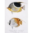 thumbnail image 1 of Chaetodon Ephippium, Chaetodon Ocellatus Poster Print By Mary Evans Natural History Museum (24 X 36), 1 of 4
