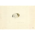 thumbnail image 1 of Chaetodon Vagabundus Vagabond Butterflyfish Poster Print By Mary Evans Natural History Museum, 1 of 4