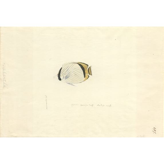 Chaetodon Vagabundus Vagabond Butterflyfish Poster Print By Mary Evans Natural History Museum