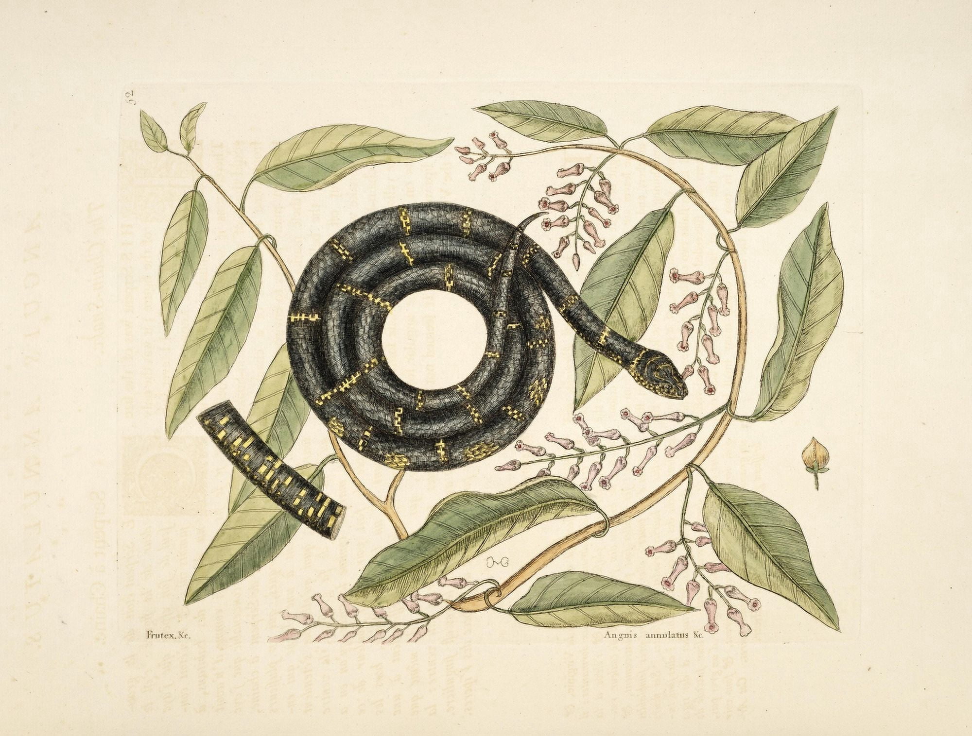 Chain Snake Canvas Art - Mark Catesby (18 x 24)
