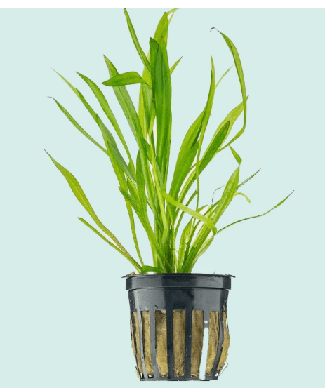 Chain Sword Narrow Leaf – Live Aquarium Plant for Freshwater Tanks