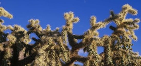 Chainfruit Cholla Cactus Saguaro National Park AZ Canvas Art - Panoramic Images (24 x 12)