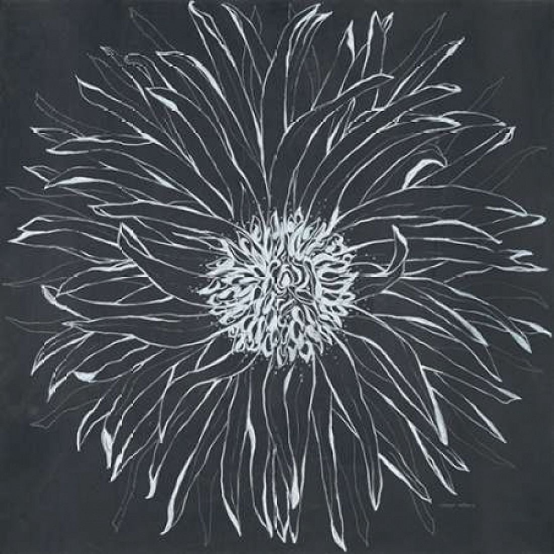 Chalk Bloom 1 Canvas Art - Connor Adams (24 x 24)