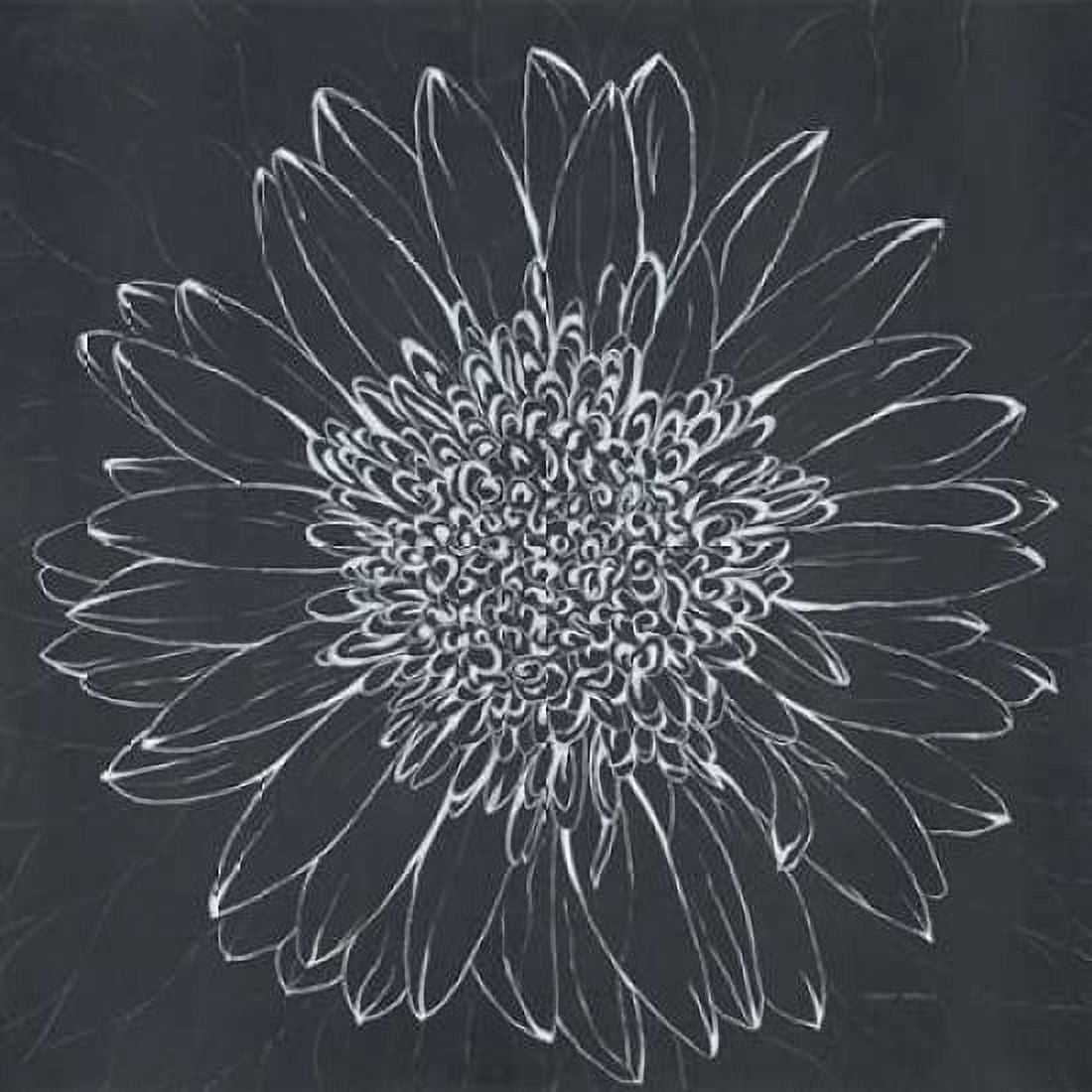 Chalk Bloom 2 Canvas Art - Connor Adams (24 x 24)