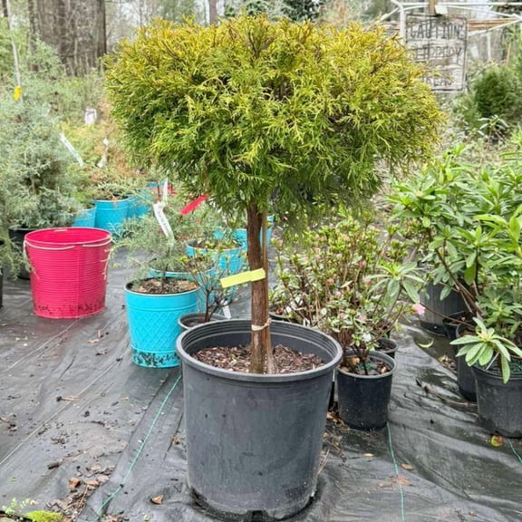 Cham Gold Mop Tree (Tree Form) - 7 Gallon