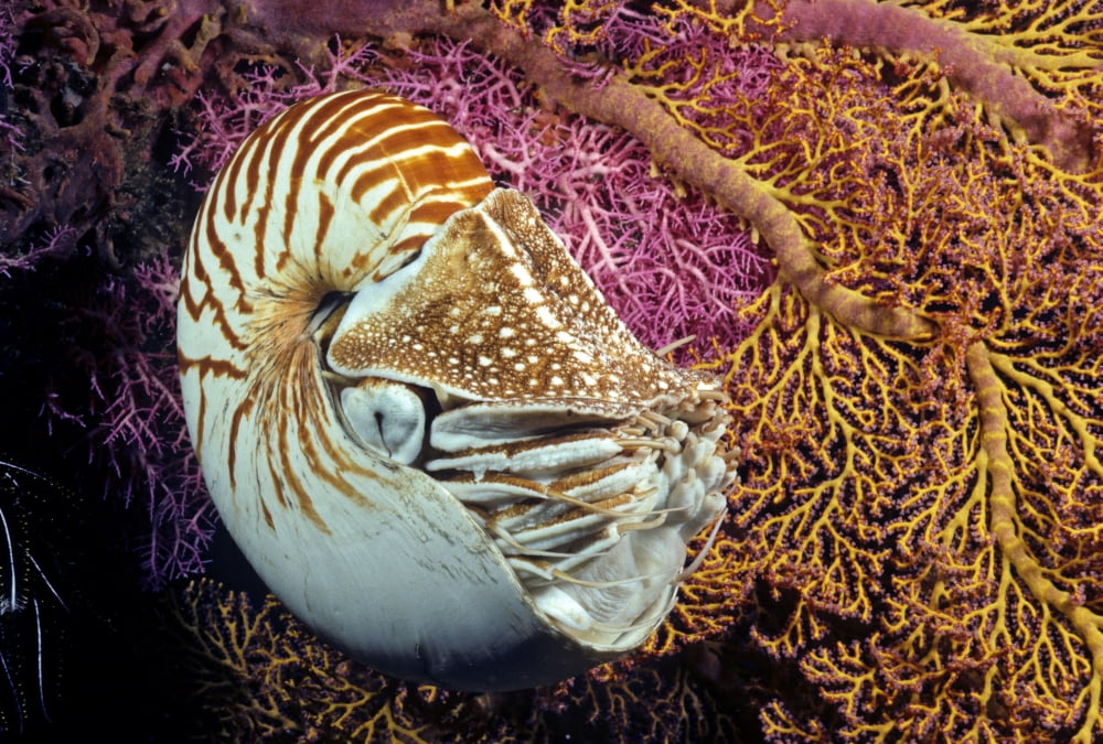 Chambered nautilus (Nautilus pompilius) Indonesia Canvas Art - Dave Fleetham Design Pics (34 x 22)