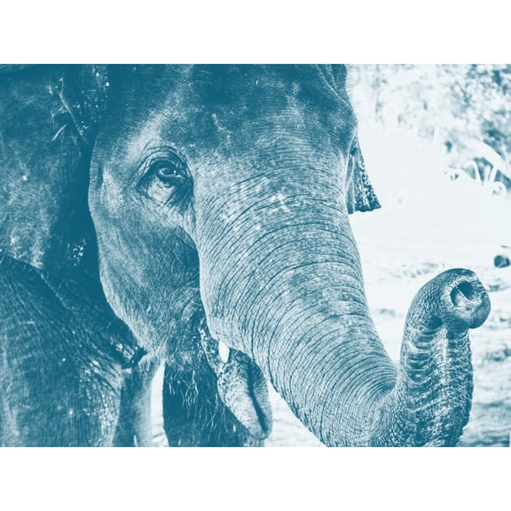 Chambon Elephant Close-up Trunk Blue Large Wall Art Print