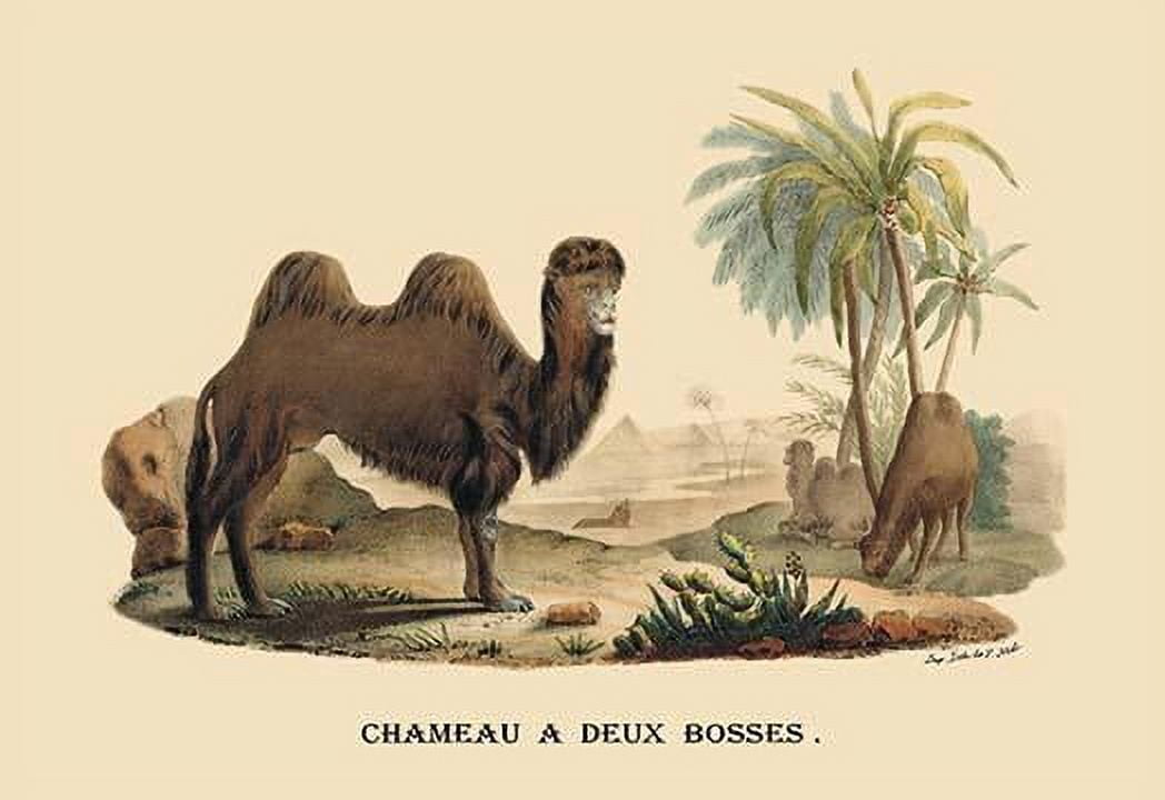Chameau a Deux Bosses (Camel)Fine Art Canvas Print (20" x 30 — free download