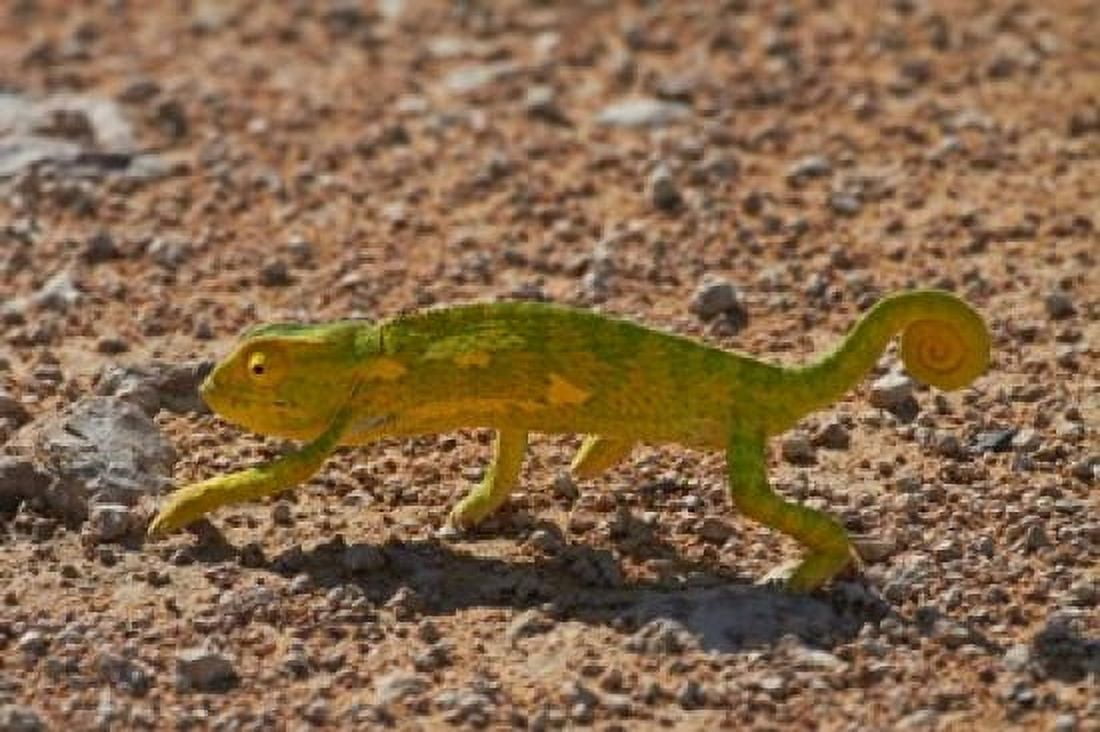 Chameleon Etosha National Park Namibia Canvas Art - David Wall DanitaDelimont (35 x 24)