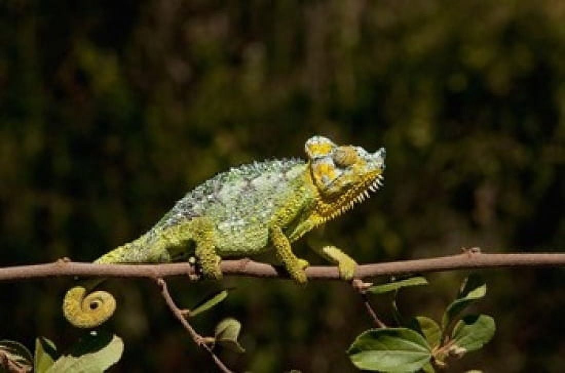 Chameleon Nakuru Kenya Canvas Art - Jan & Stoney Edwards DanitaDelimont (36 x 24)