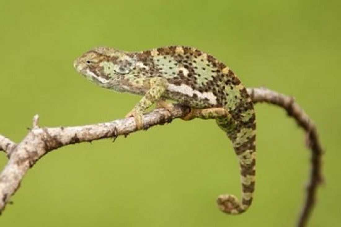 Chameleon Serengeti National Park Ndutu Tanzania Canvas Art - Joe & Mary Ann McDonald DanitaDelimont (36 x 24)