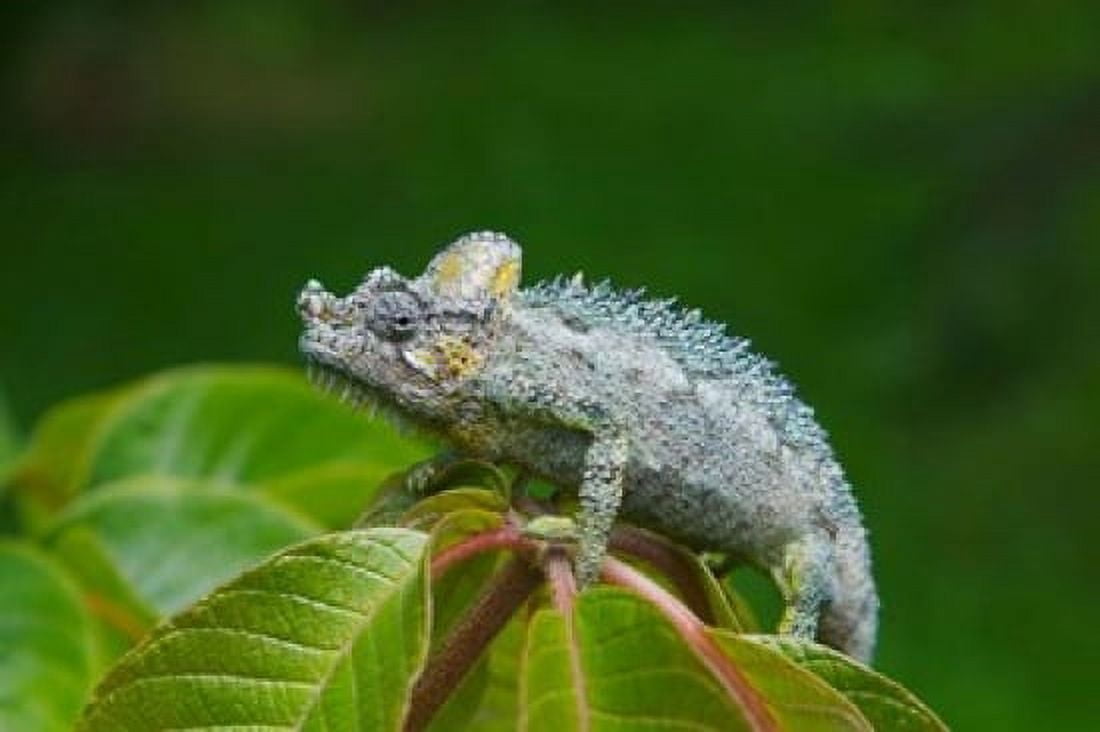 Chameleon on leaves Nakuru Kenya Canvas Art - Keren Su DanitaDelimont (24 x 15)