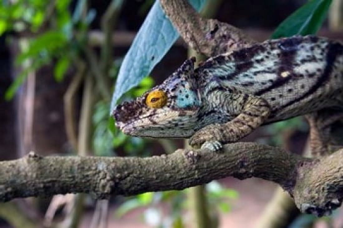 Chameleon on tree limb Madagascar Canvas Art - Jaynes Gallery DanitaDelimont (36 x 24)