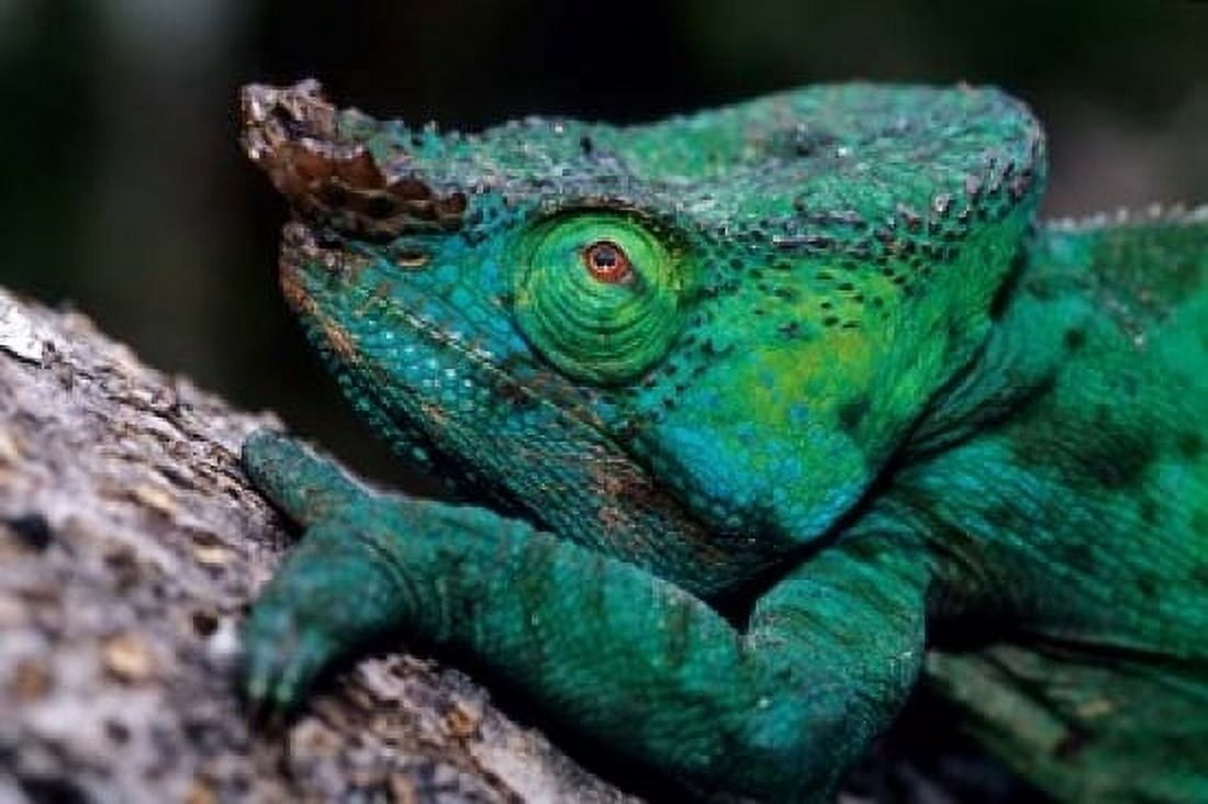 Chameleons in the Analamazaotra National Park Madagascar Canvas Art - Daisy Gilardini DanitaDelimont (18 x 12)