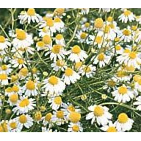 Chamomile German Great Garden Herb by Seed Kingdom (1 OZ Seeds)