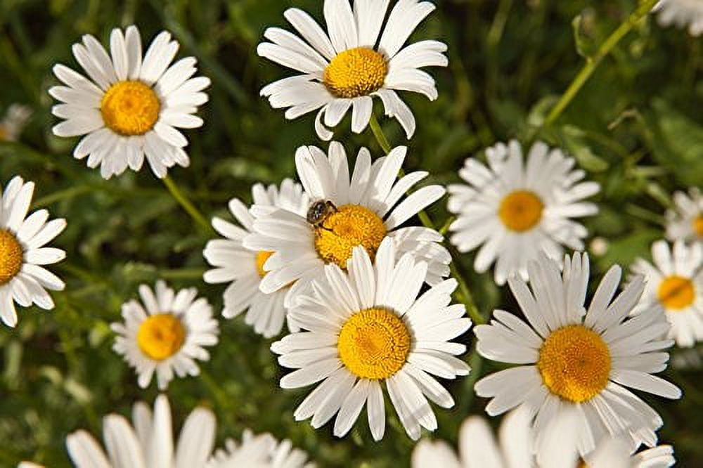 Chamomile Roman Great Garden Herb by Seed Kingdom 1 Oz Seeds