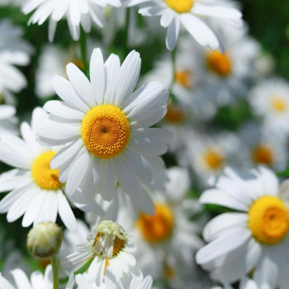 Chamomile Seed Drought Tolerant Roman Chamomile Herb Garden Plant Seeds - 50000 Seeds